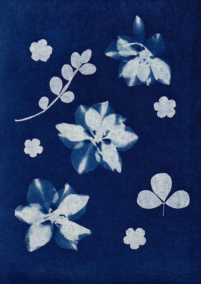 A beautiful cyanotype print featuring flowers and leaves in a striking blue and white contrast.
